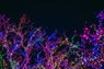 Celebrate Christmas in and around Armstrong Creek, Charlemont & Mount Duneed
