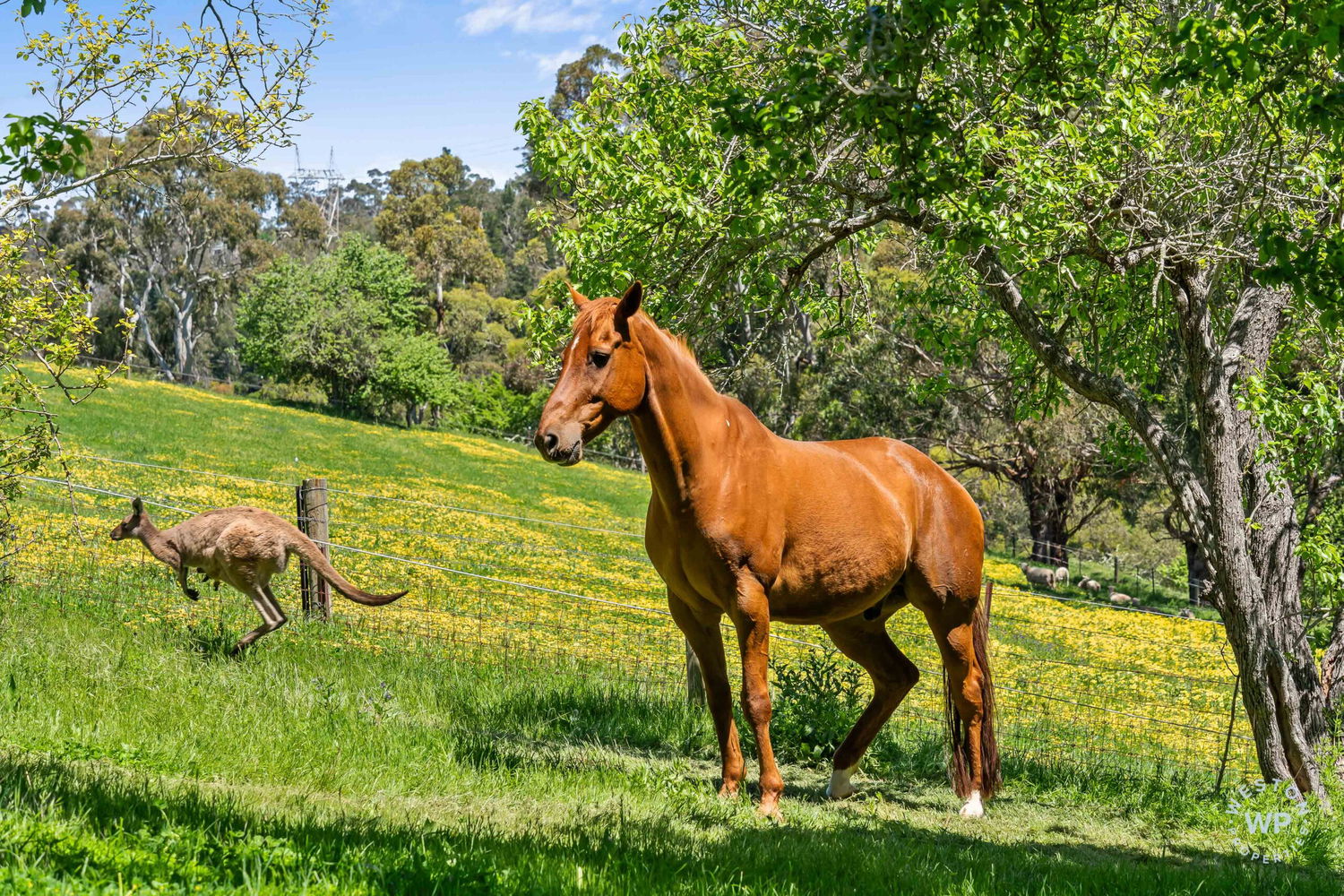 Listing image for 255 Sturt Valley Road, UPPER STURT  SA  5156