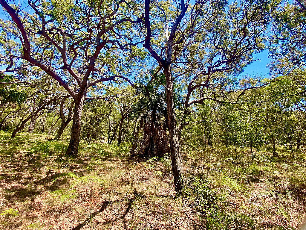 78 Bloodwood Avenue, Agnes Water  QLD  4677