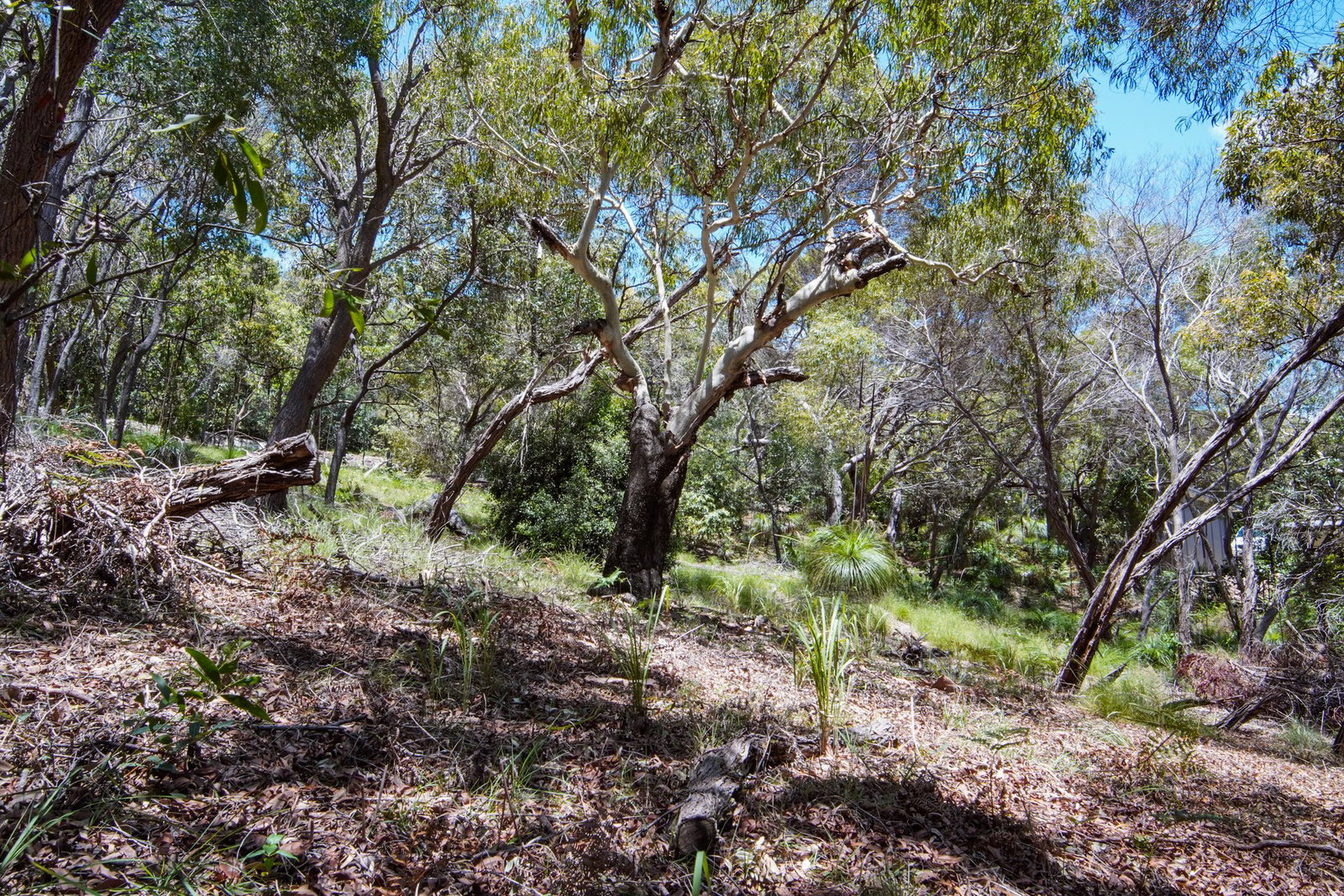 160 Sunbird Drive, Agnes Water  QLD  4677