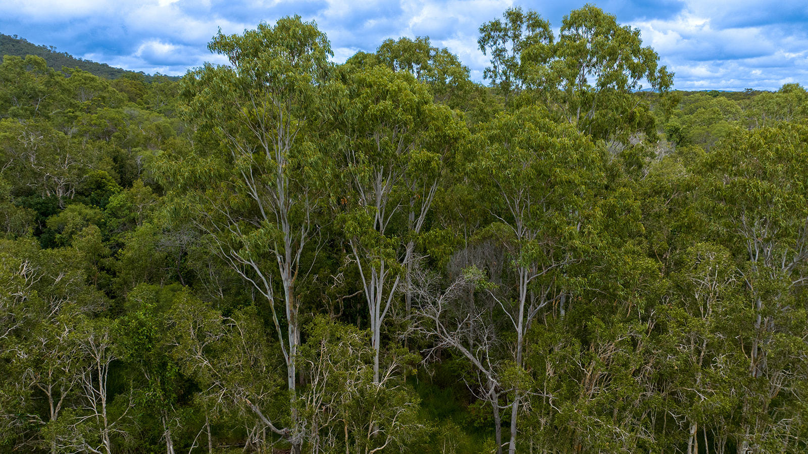 Bootmaker Drive, Round Hill  QLD  4677
