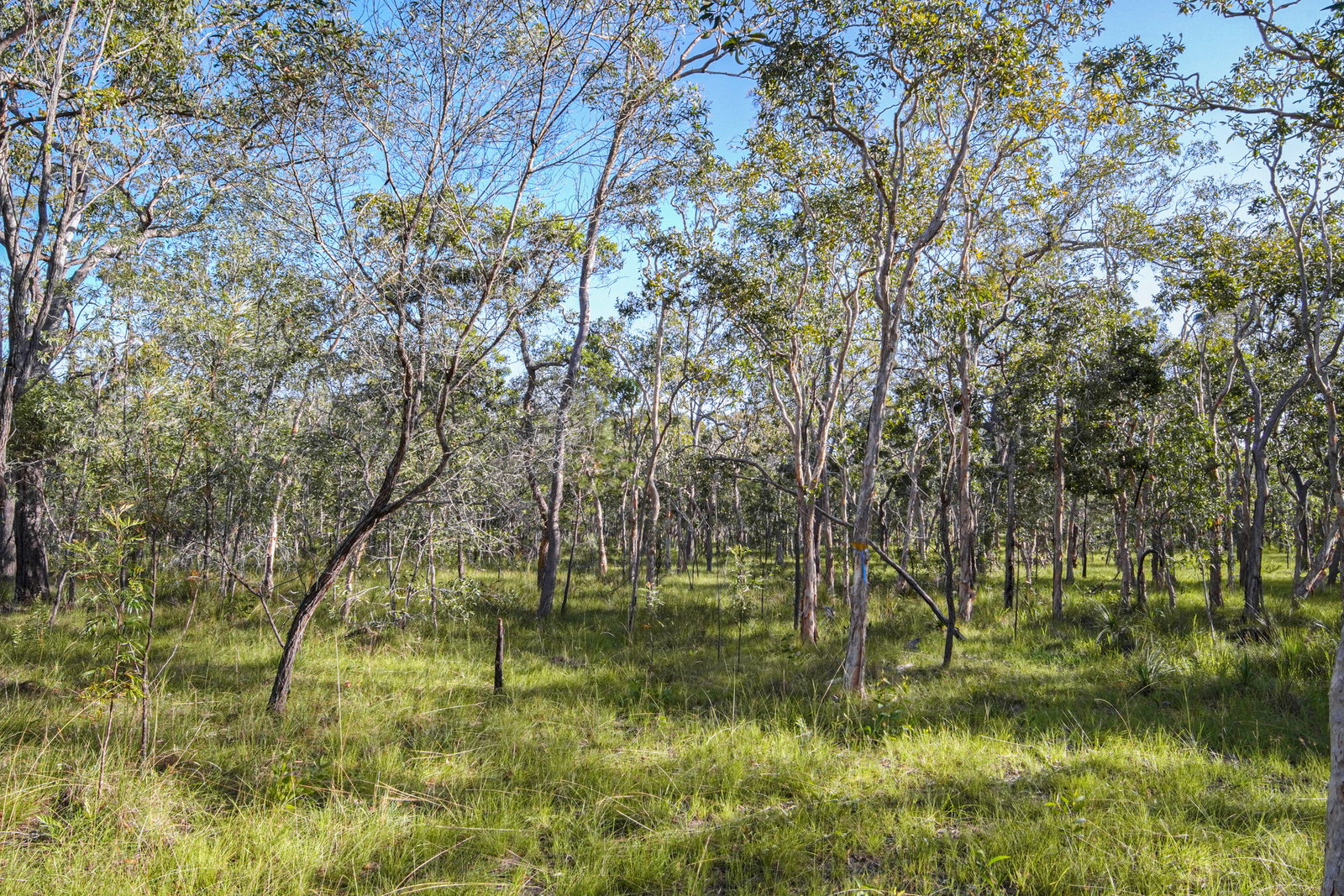 71 Range Road, Captain Creek  QLD  4677