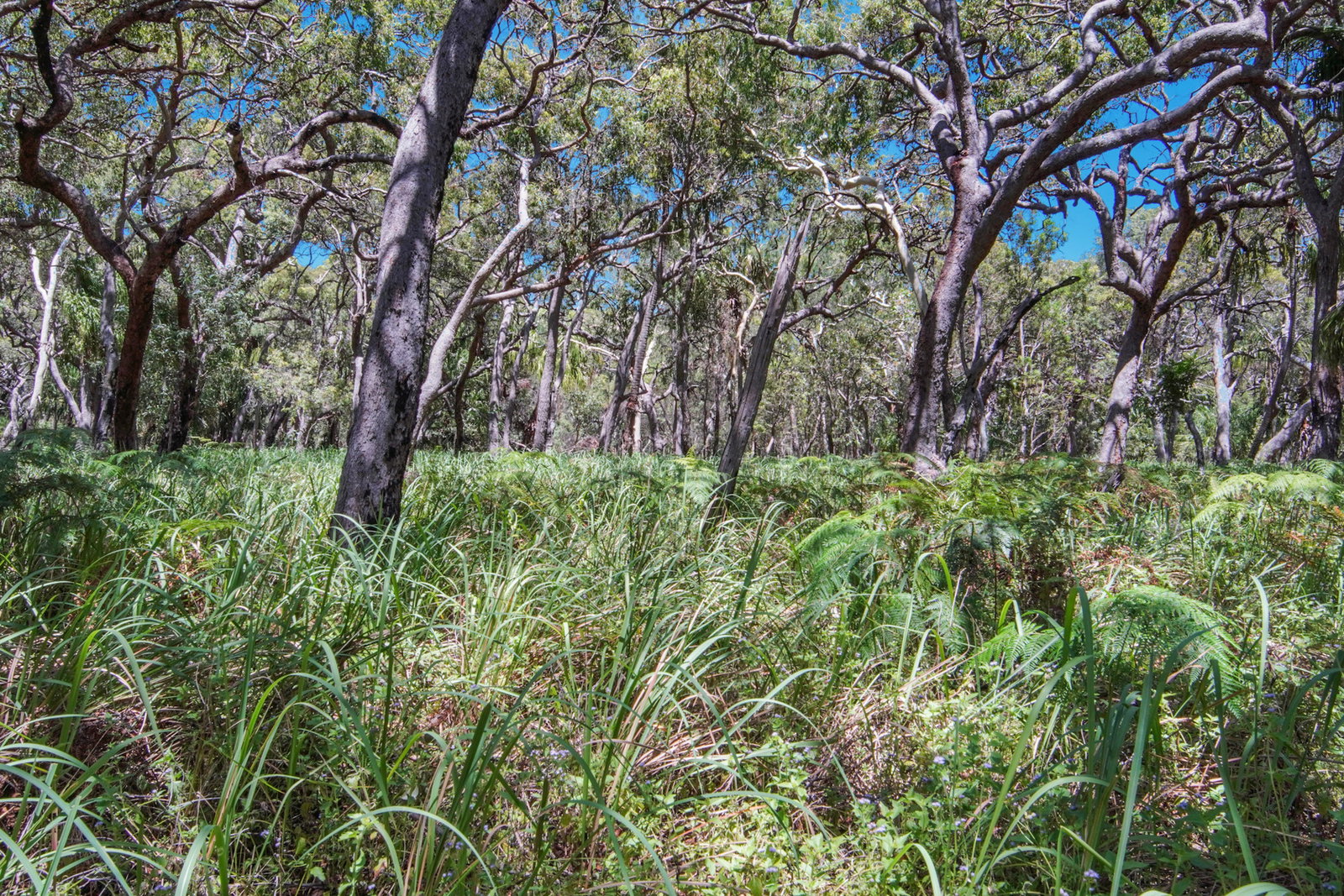 75 Bloodwood Avenue, Agnes Water  QLD  4677