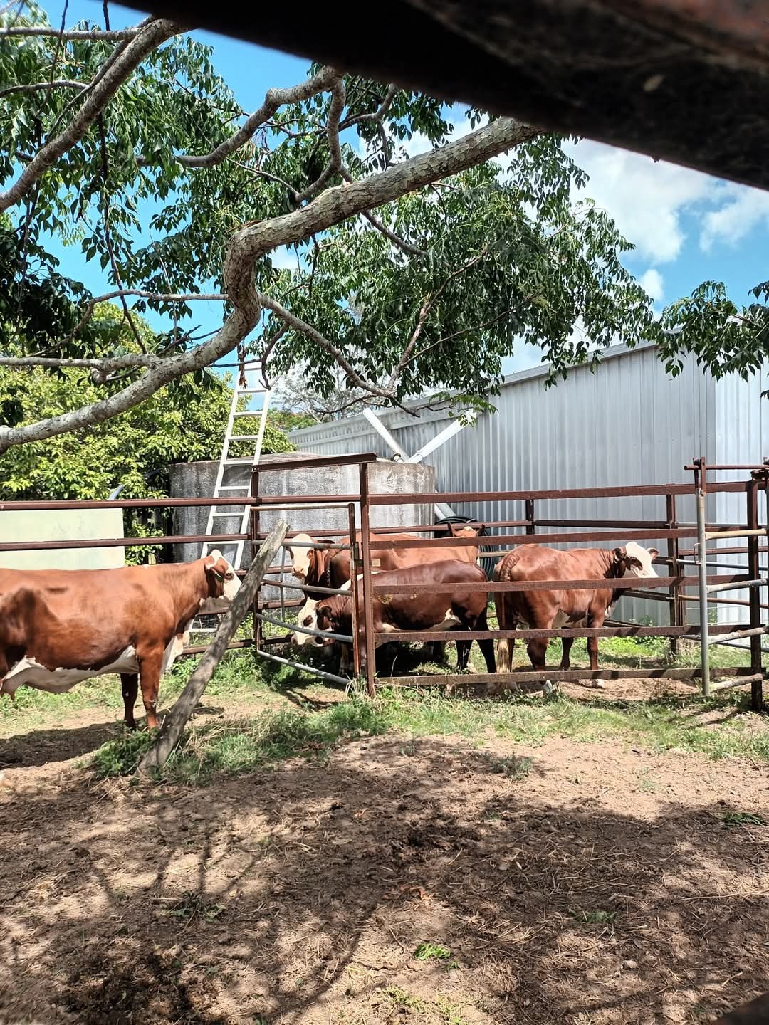 122 Longs Road, Bucca  QLD  4670