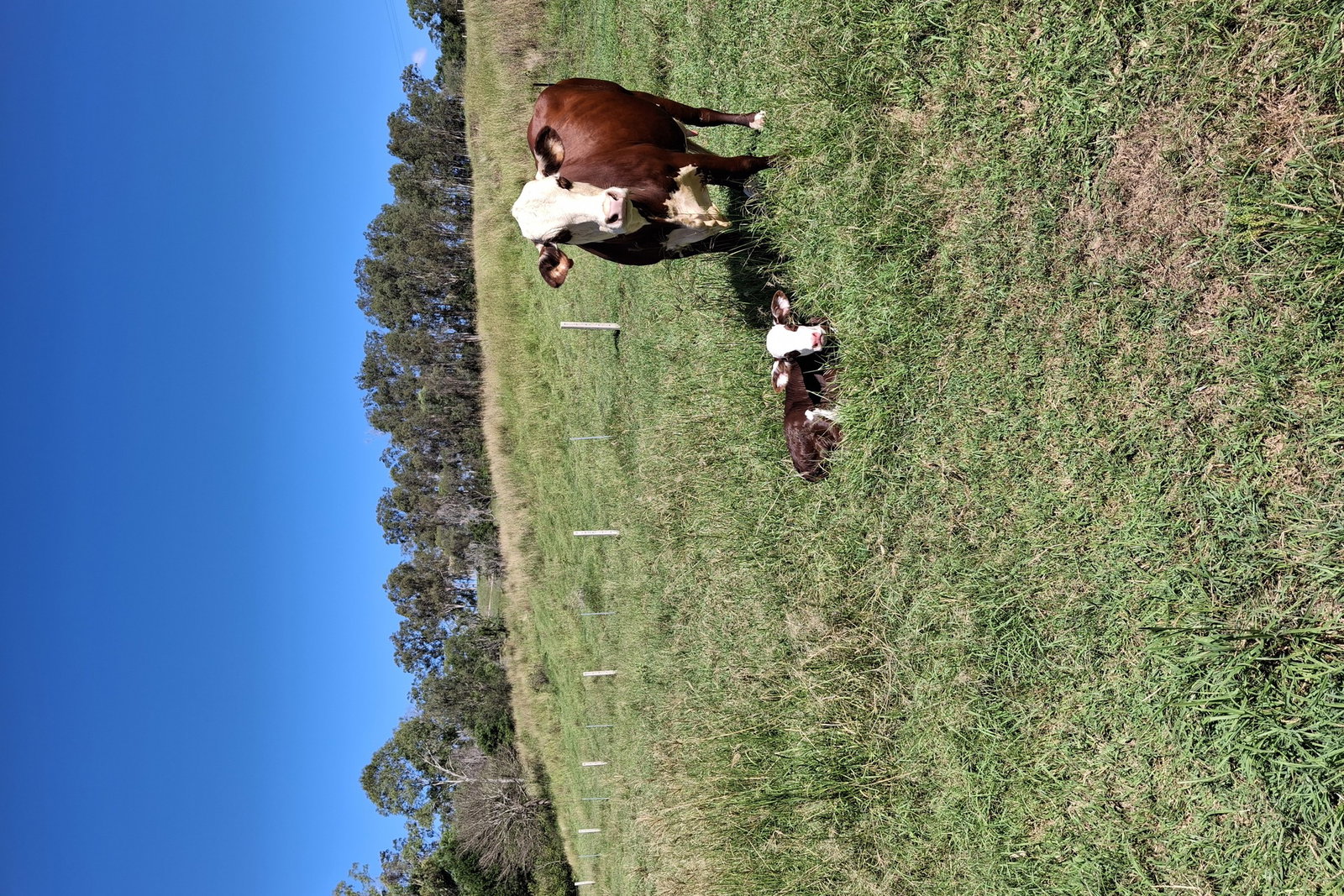 122 Longs Road, Bucca  QLD  4670