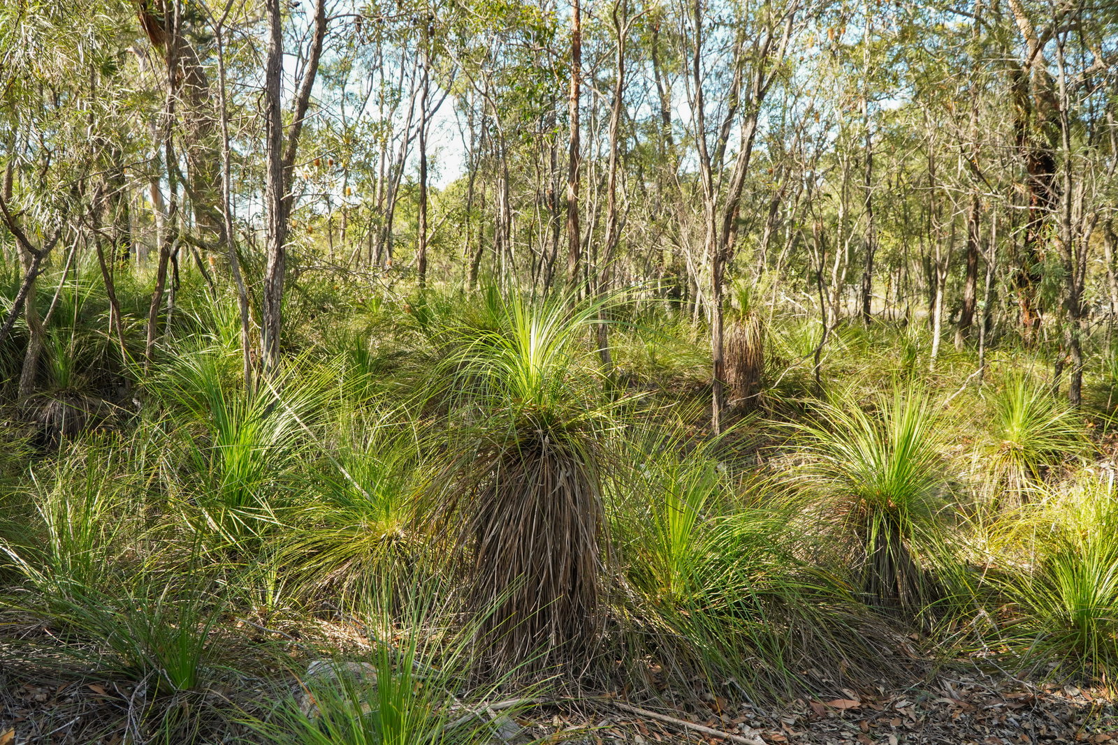 40 Jobson Road, Agnes Water  QLD  4677