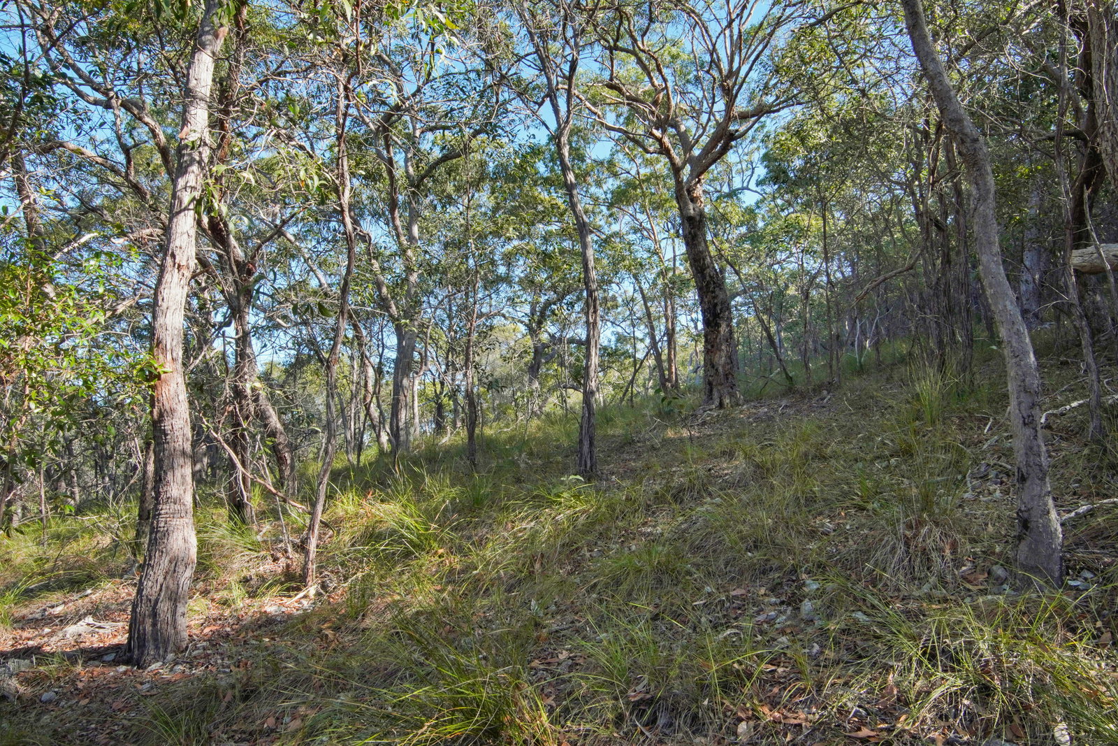 40 Jobson Road, Agnes Water  QLD  4677