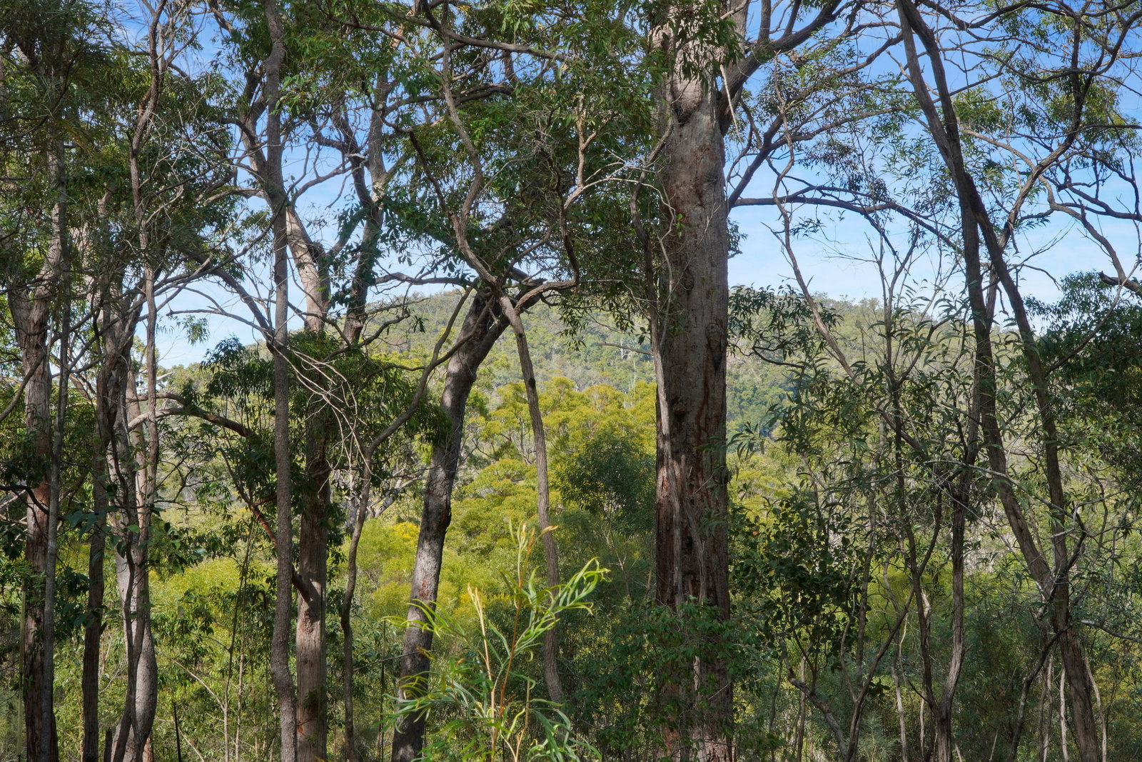 473 Lady Elliot Drive, Round Hill  QLD  4677
