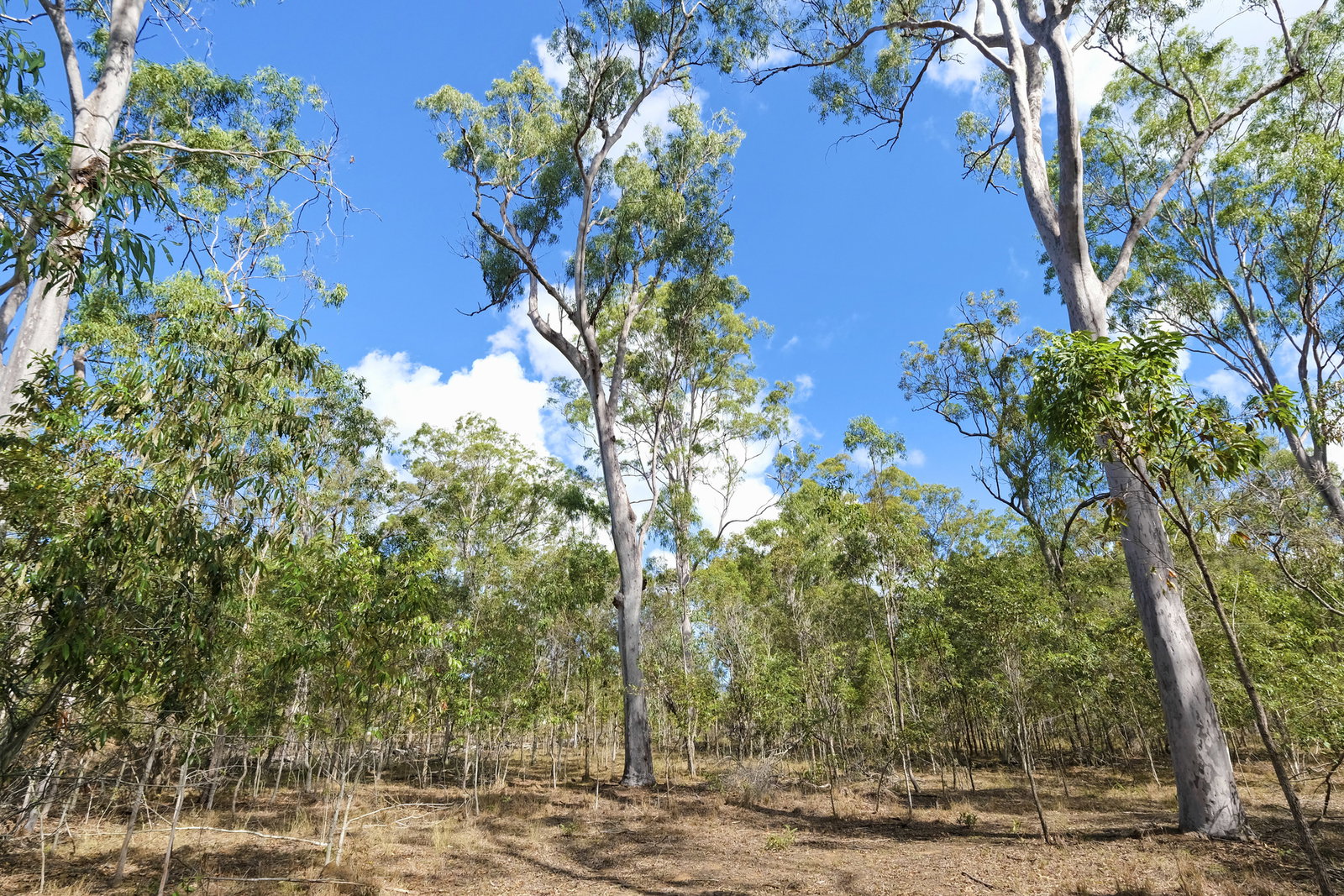 66 Billabong Way, Bucca  QLD  4670