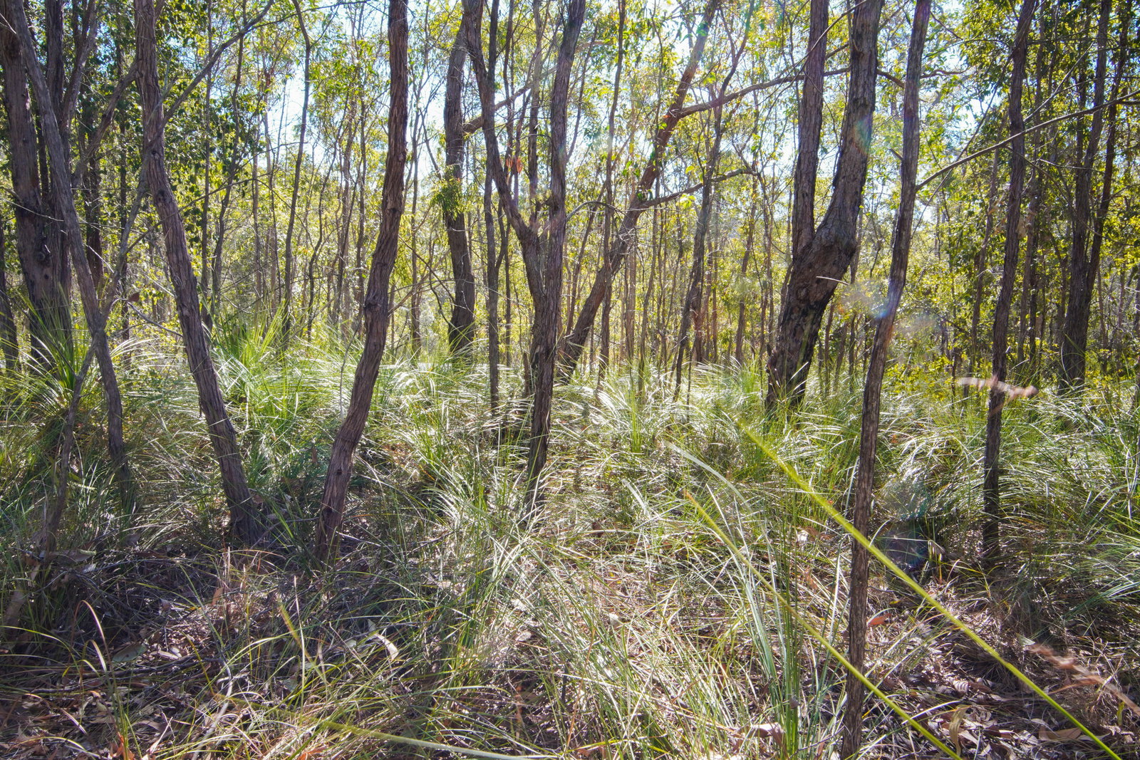 292 Baldaw Road, Captain Creek  QLD  4677