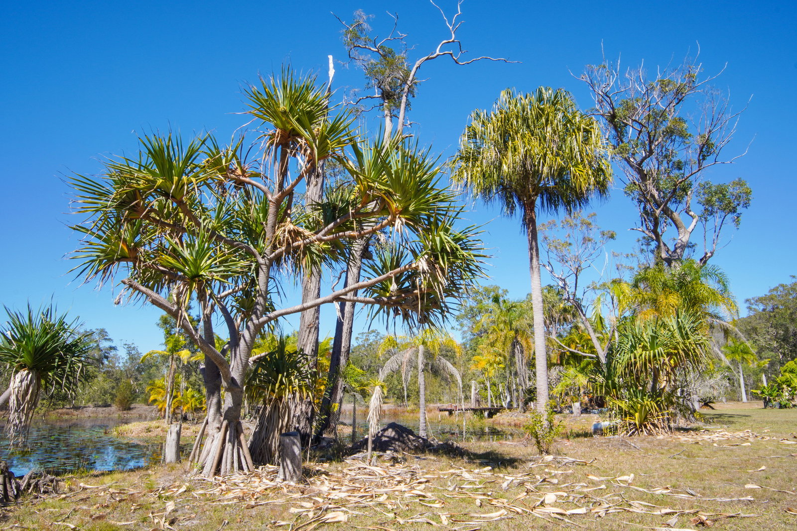 328 Baldaw Road, Captain Creek  QLD  4677